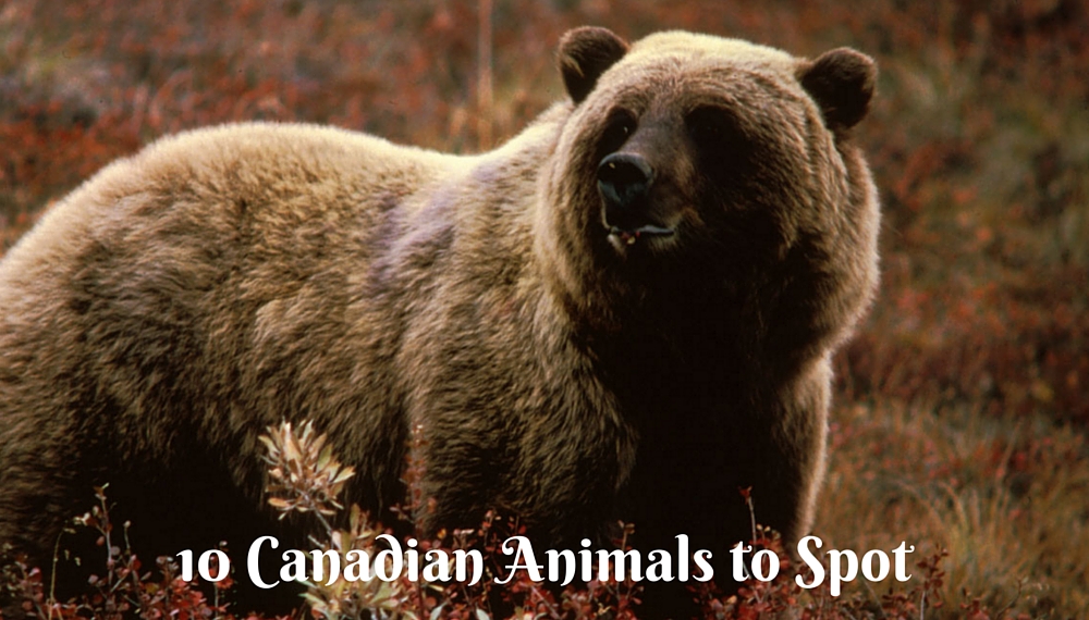 10-animals-you-will-find-in-canada-wildlife-in-canada