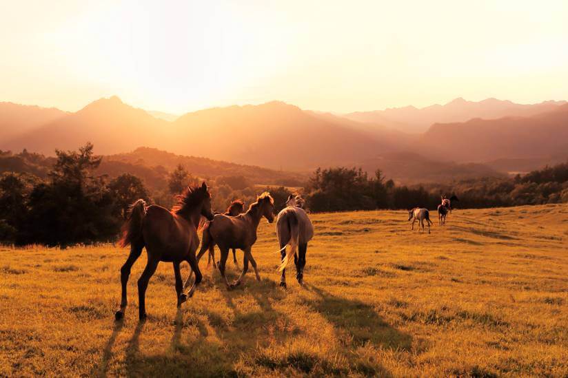 Chevaux sauvages