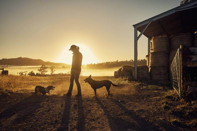 woman playing with dogs