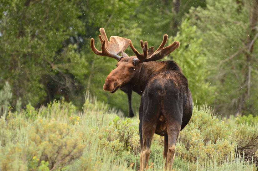 Canadian Bull Moose