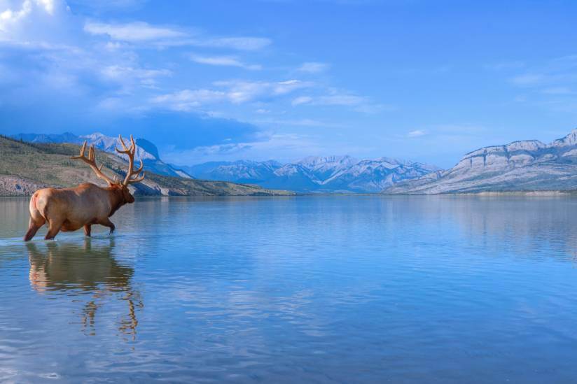 Elk-pataugeant-son-chemin-dans-Jasper-Lake.-Jasper-National-Park-Alberta-Canada