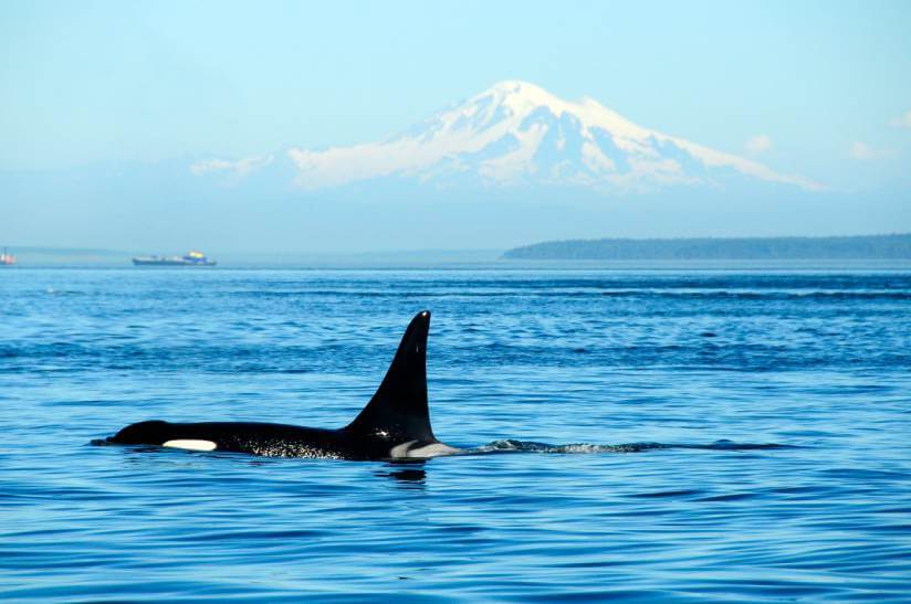 whale passing US - Canadian border