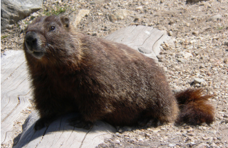 10 Animals You Will Find In Canada - Wildlife In Canada