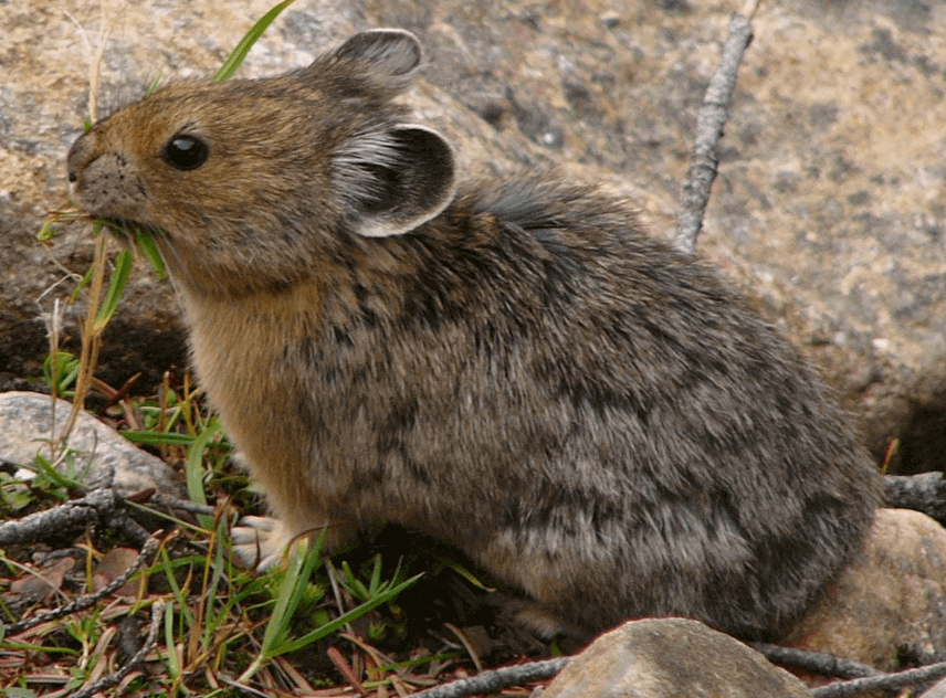 un pika américain dans la nature