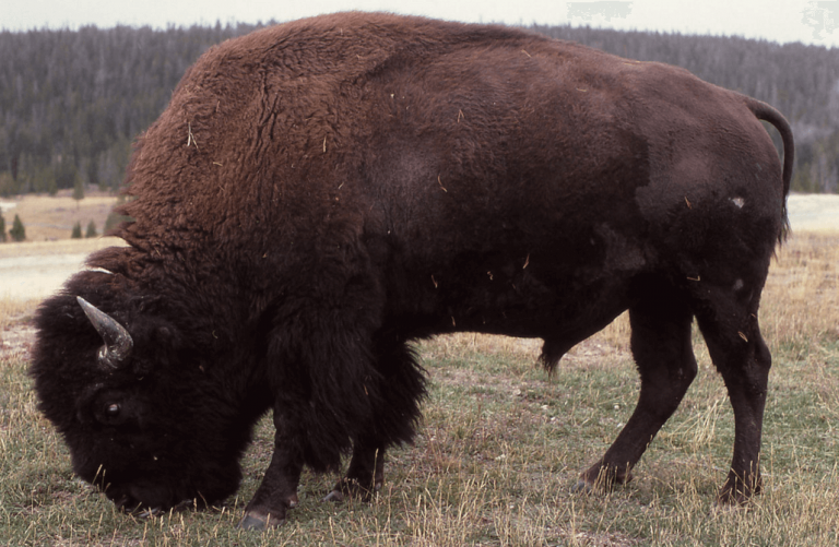 10 Animals You Will Find In Canada | Workingholidayincanada.com