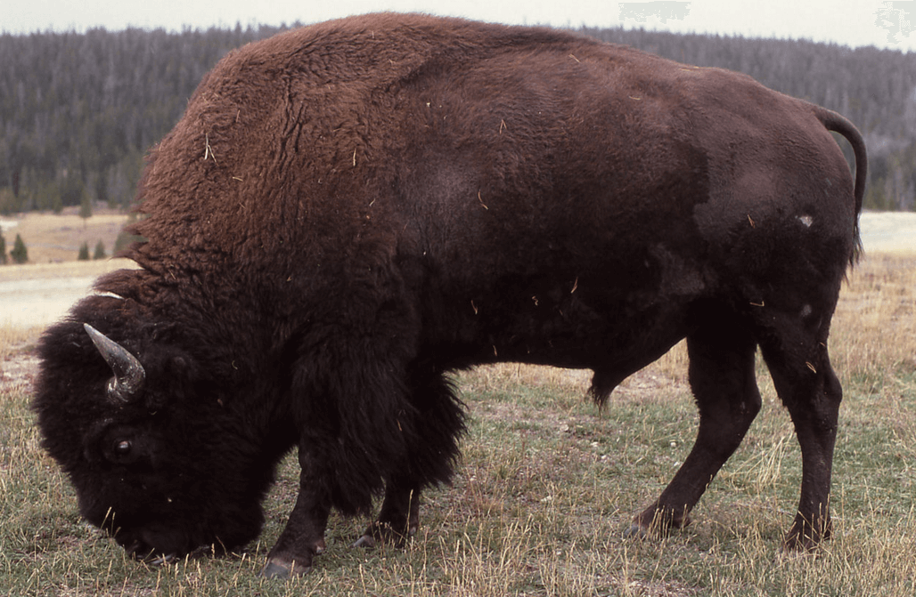 Bison In Canada