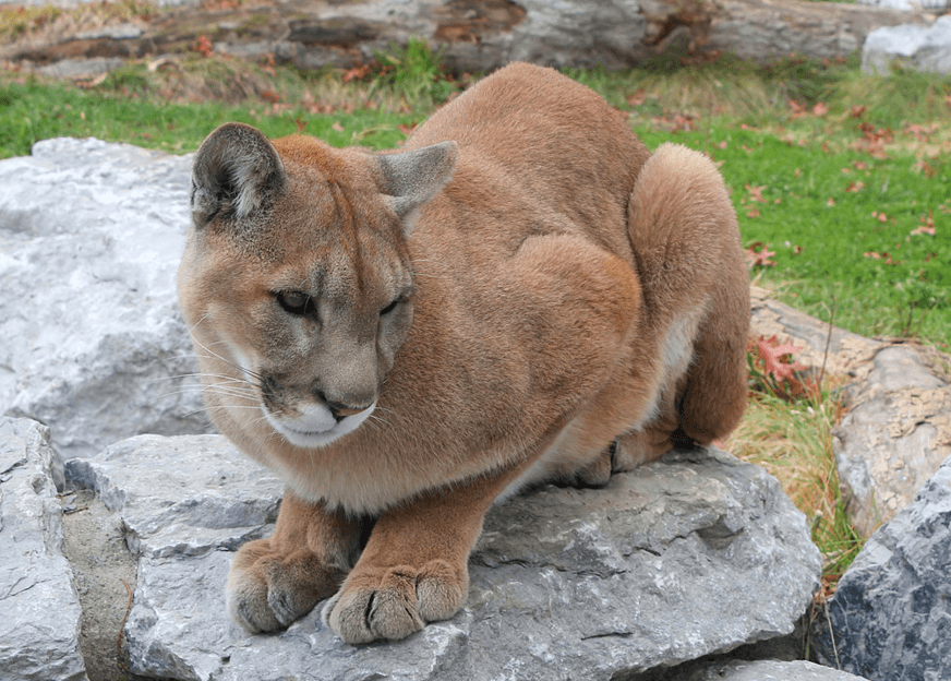 Cougar au Canada