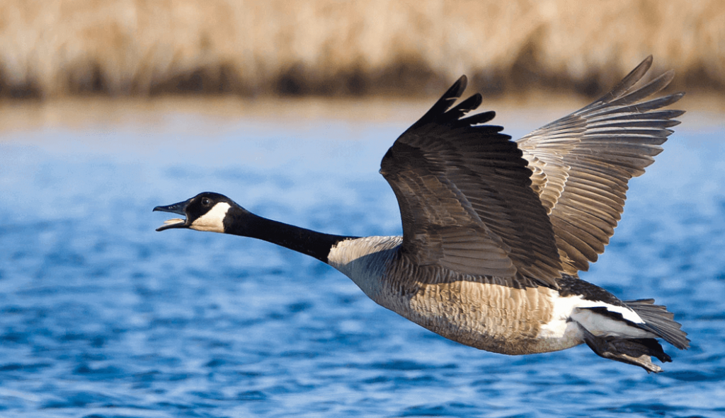 10 Animals You Will Find In Canada | Workingholidayincanada.com