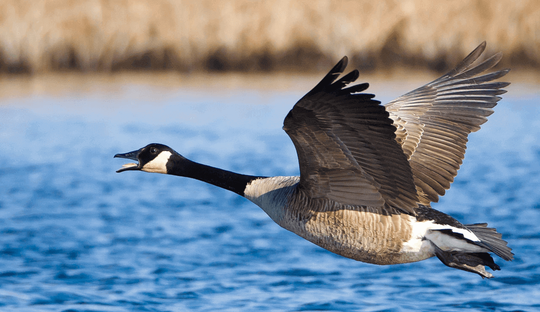 Giant Canadian Goose flying