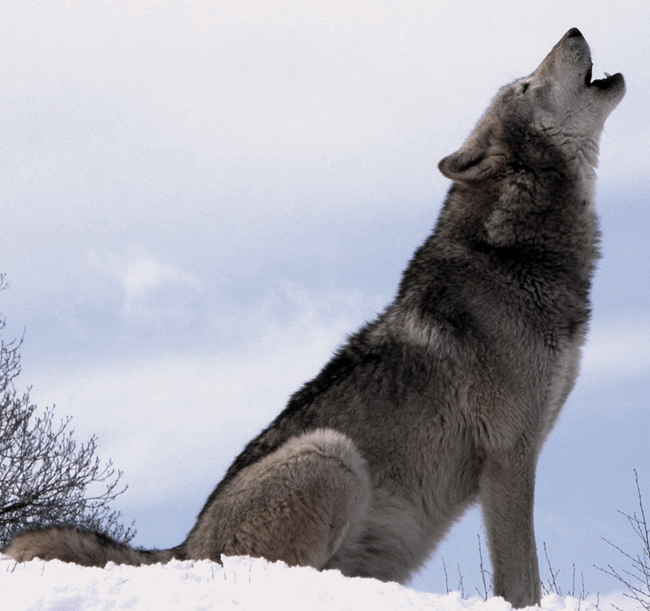 Canadian Grey Wolf