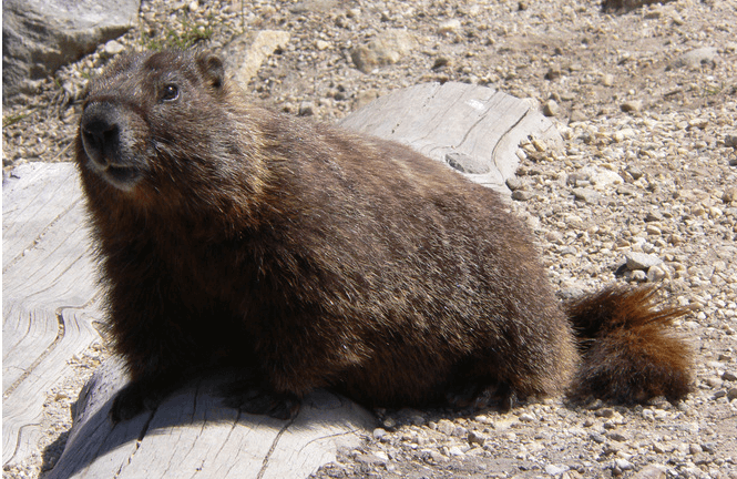 Marmotte canadienne