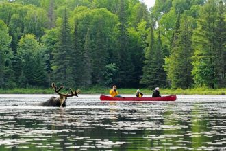 Voyageur-Quest-Canoe-Moose-Photo-by-Bob-Dowson