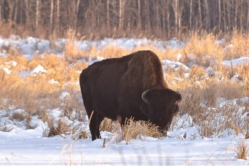 Animal In Edmonton, Canada