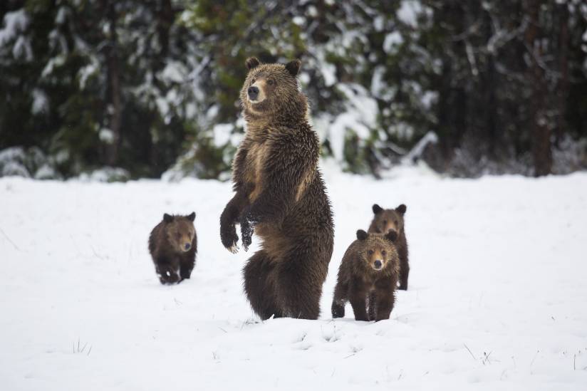 espécies Ameaçadas de extinção no Canadá