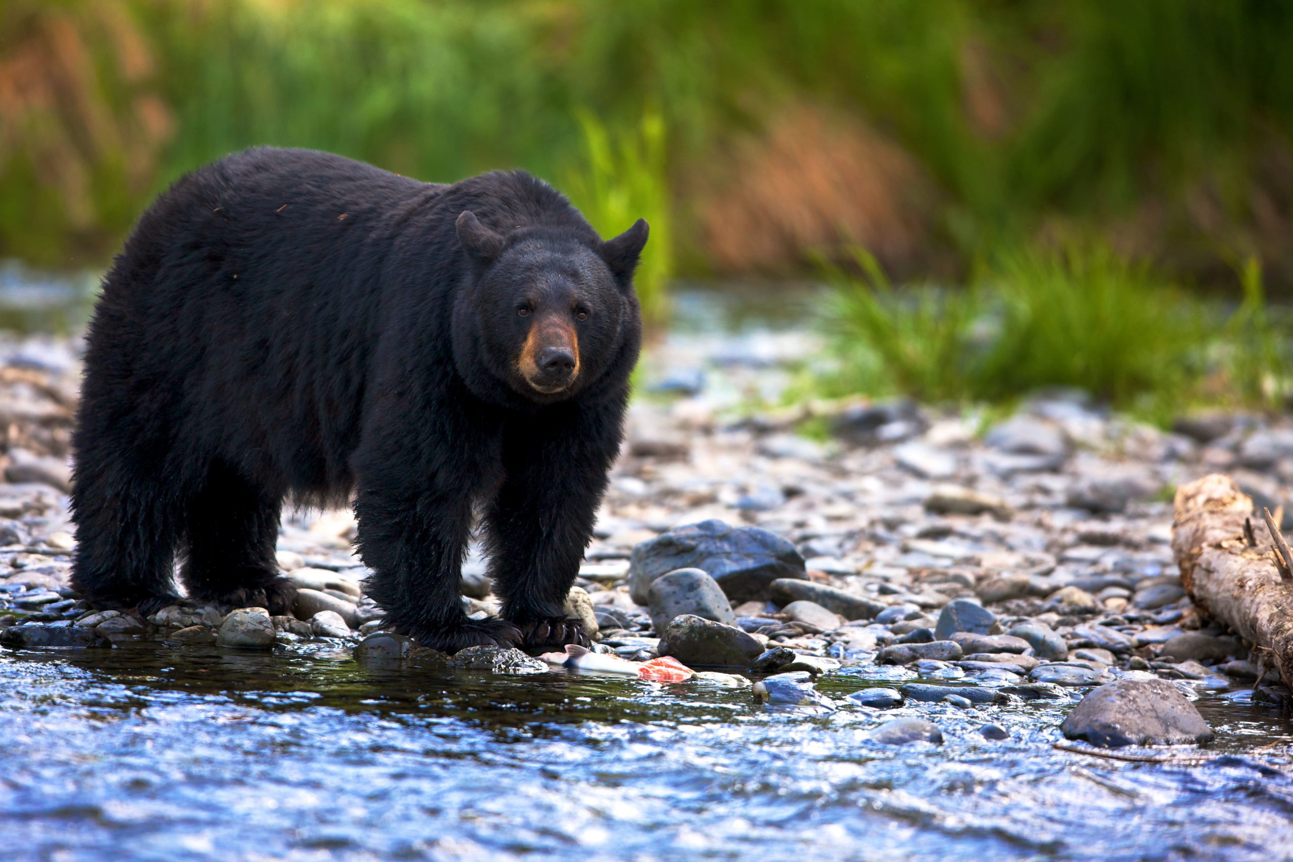 bumping-into-wild-animals-in-canada-workingholidayincanada