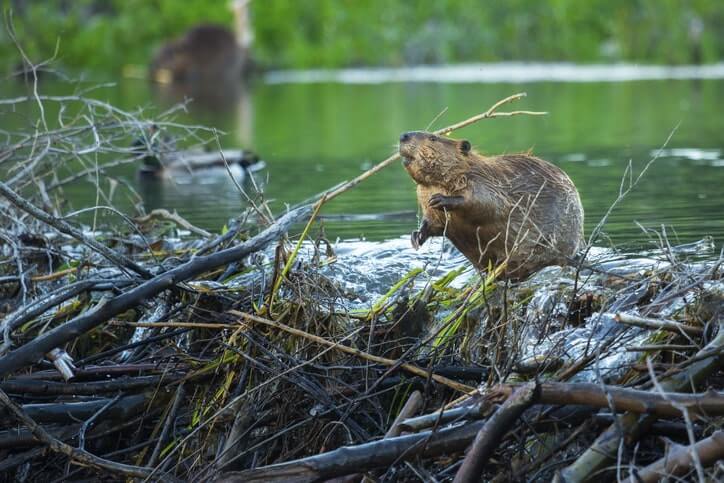 Castor au Canada