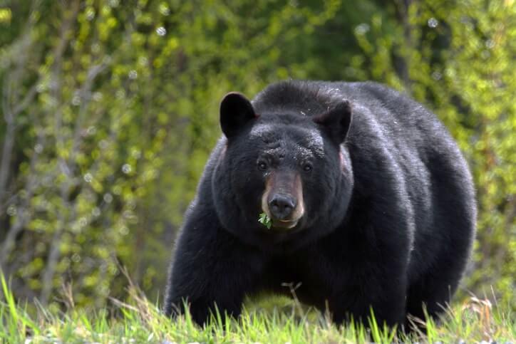Black bear in Canada