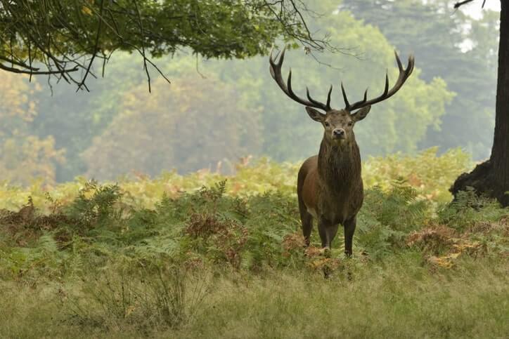 Elk In Canada