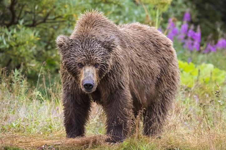 Grizzly bear in Canada