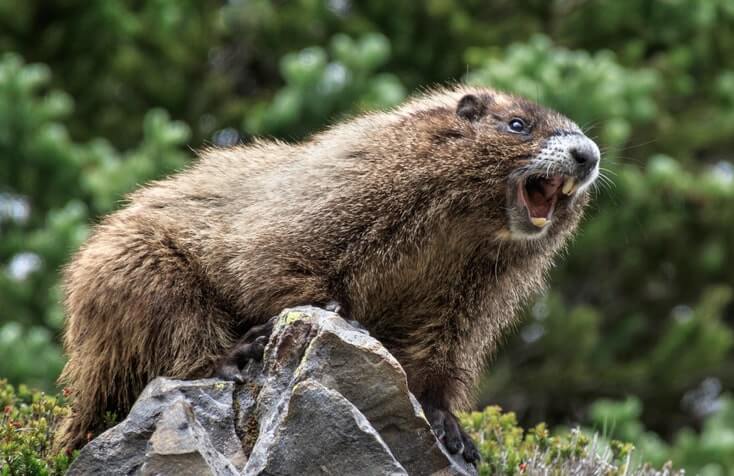 Hoary Marmot In Canada