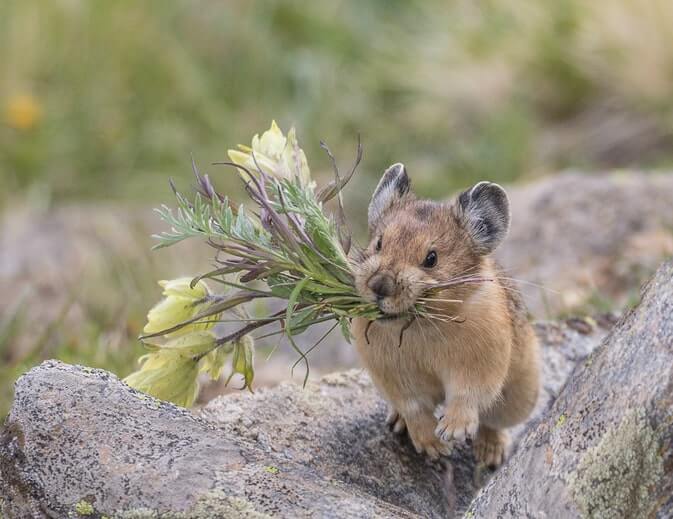 Pika In Canada