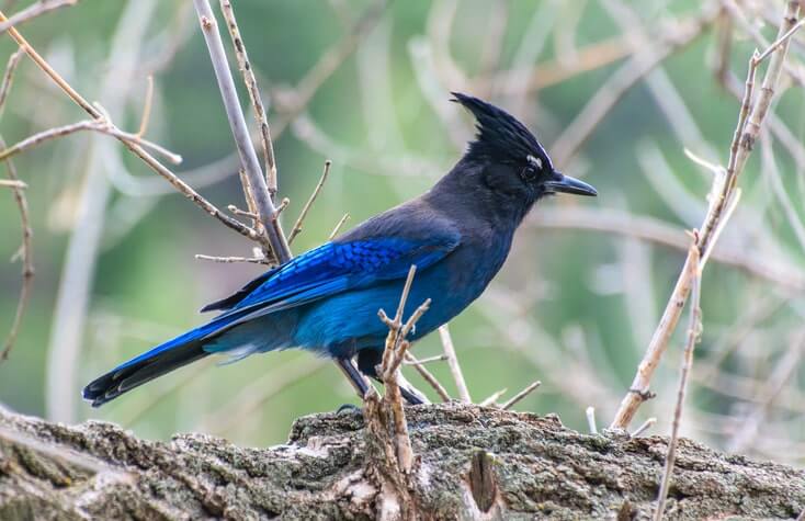 Stellar Jays In Canada