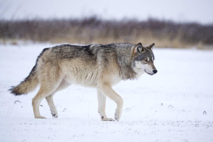 Loup au Canada