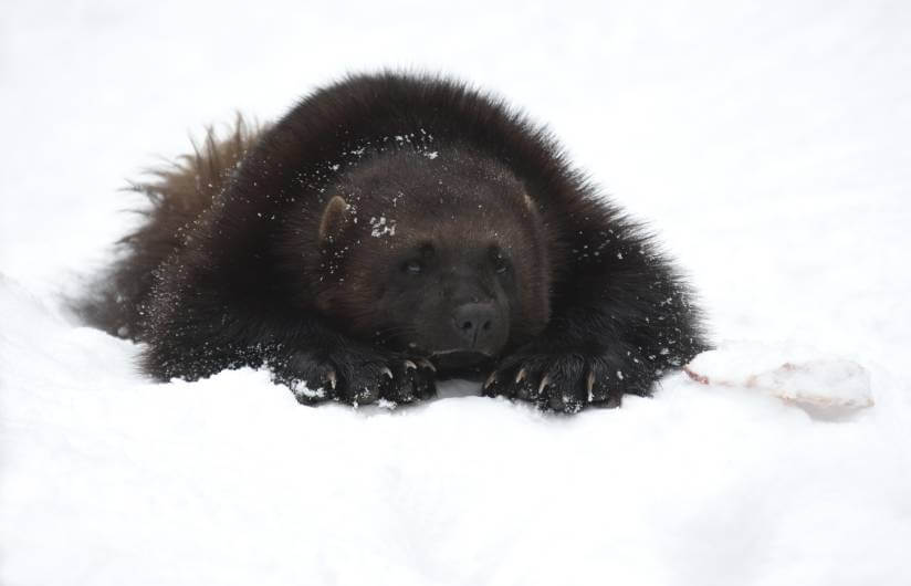wolverine sitting in the snow