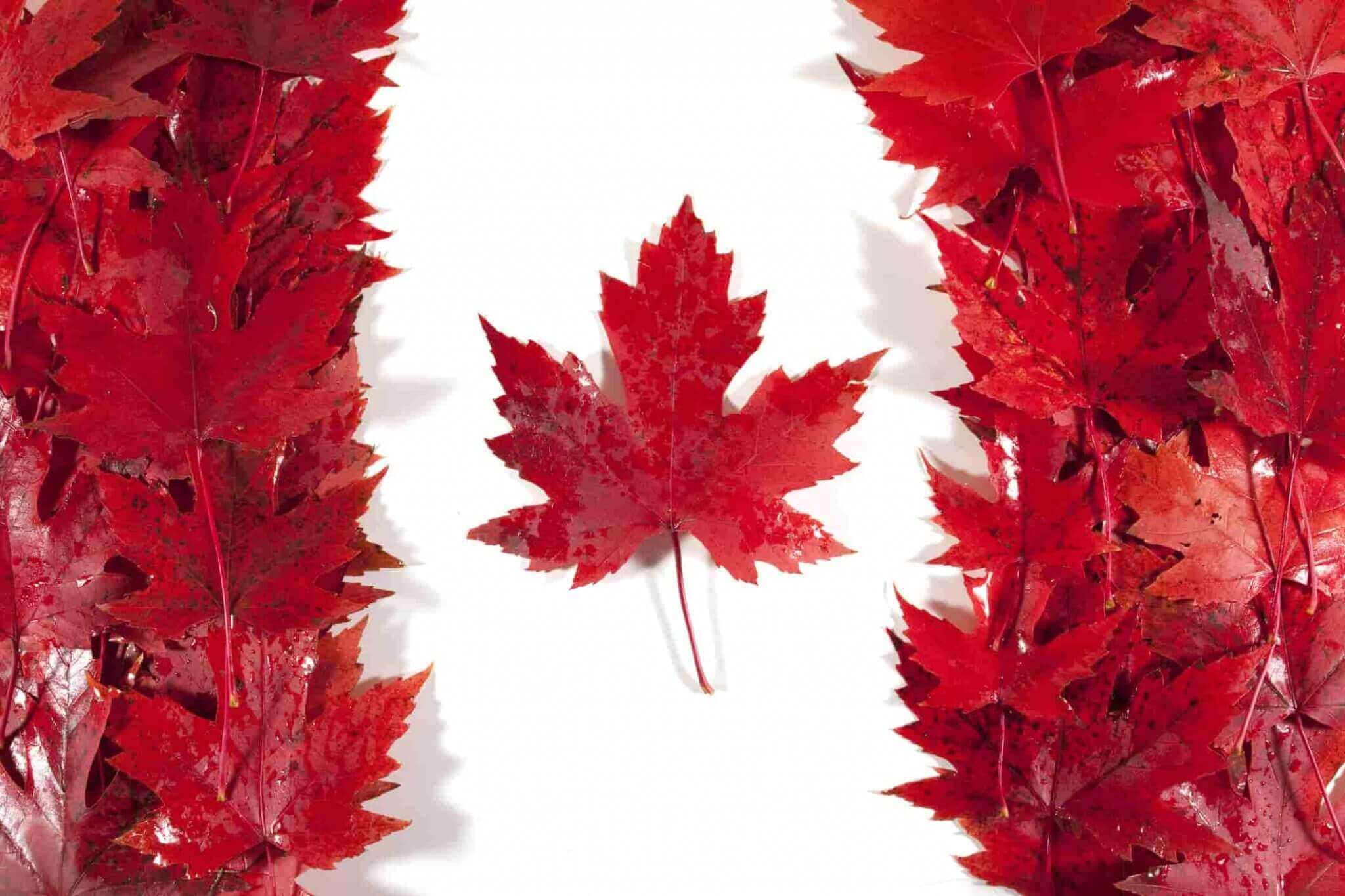 Canadian tree leaves