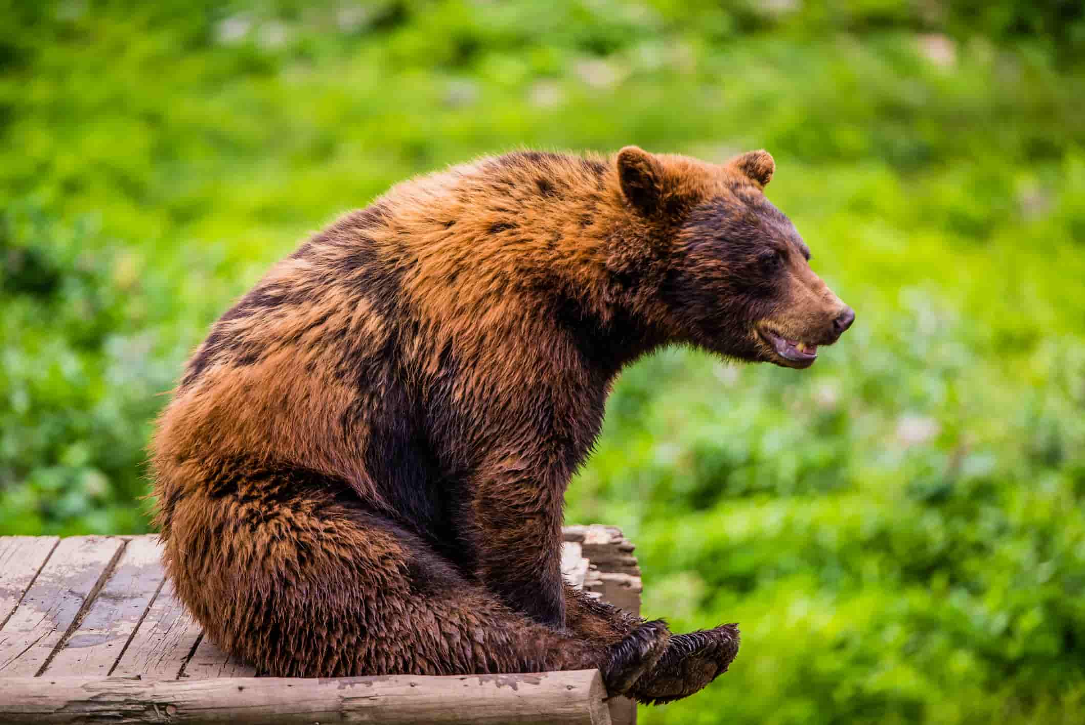 bear in Canada