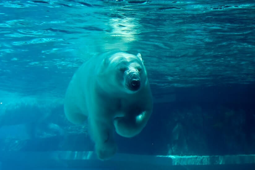 polar bear swimming in the water