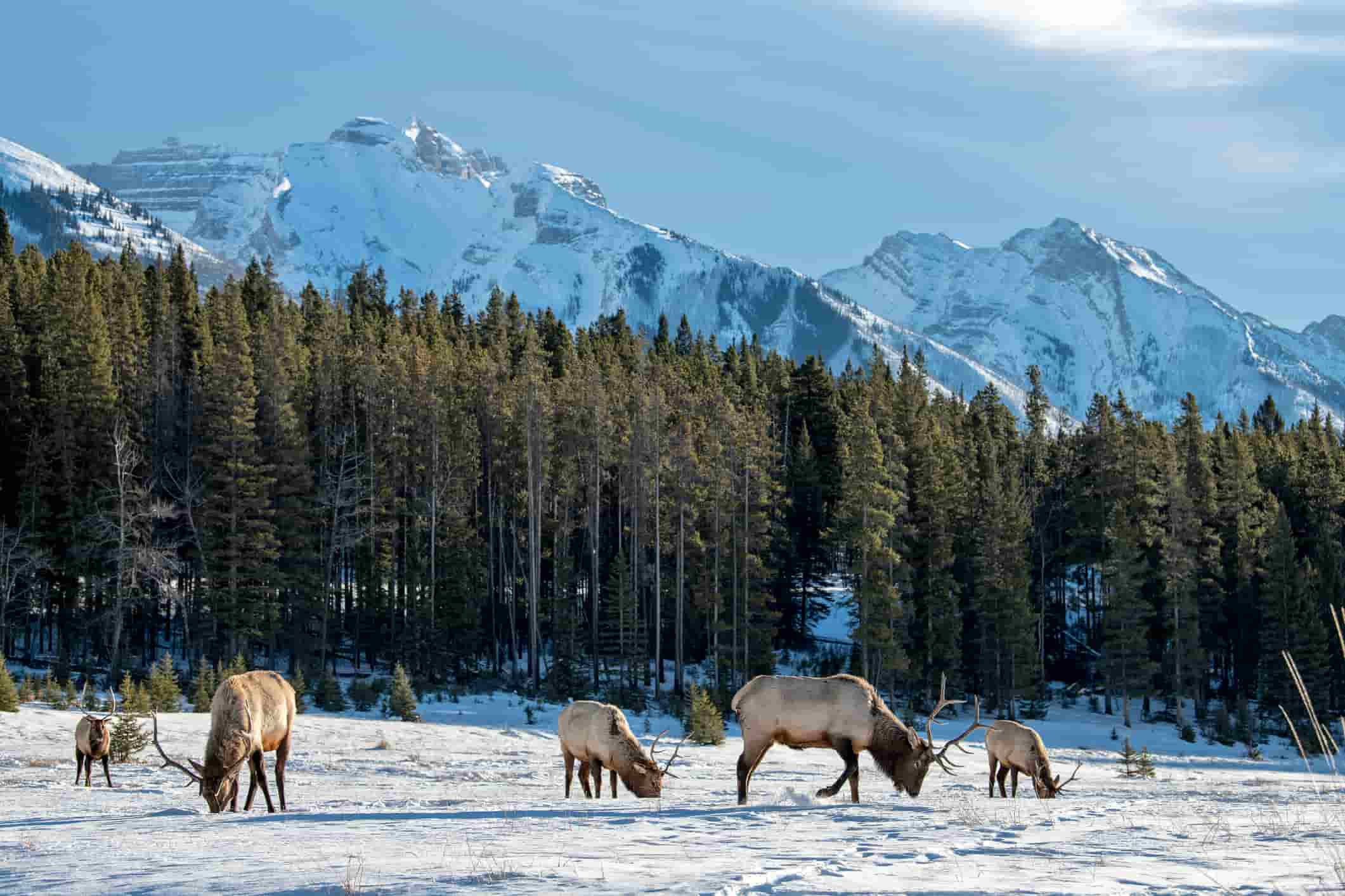 wild elk in Jasper, Canada